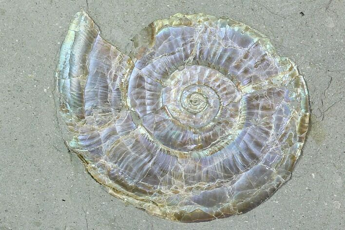 1.8" Iridescent Ammonite (Psiloceras) - England